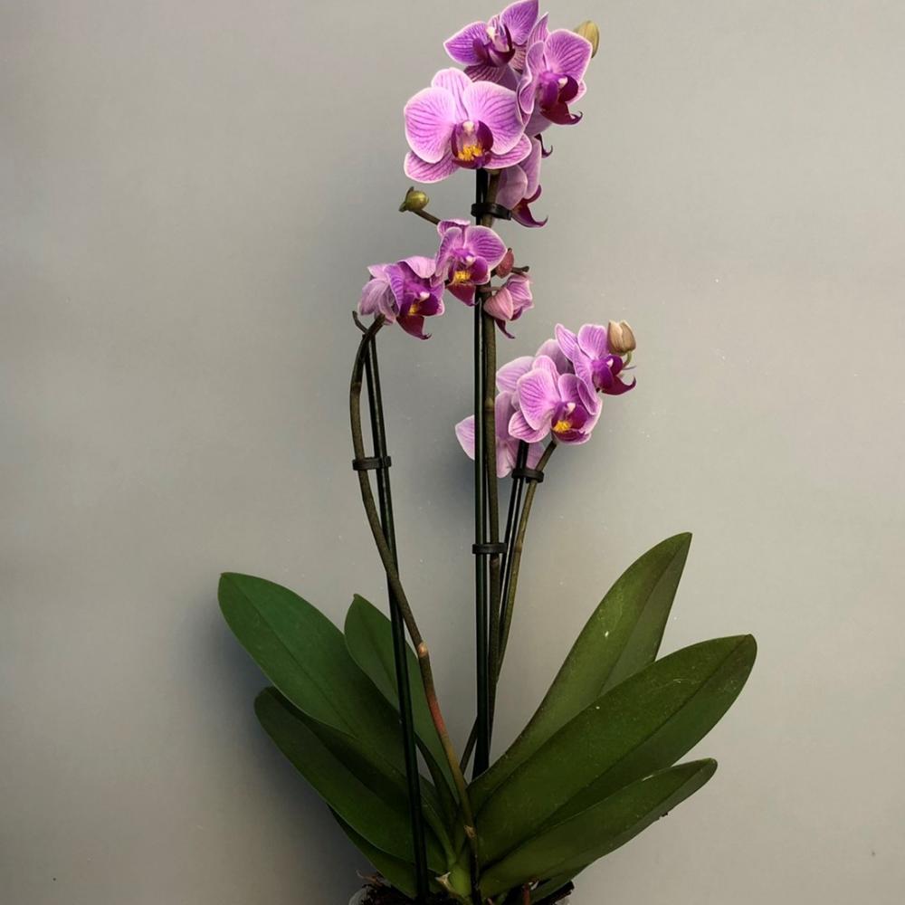 Орхидея купить в нижнем новгороде случайный подарок